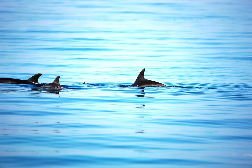 モーベンピック リゾート エル ソフナ アインソフナ エクステリア 写真 Spinner dolphins